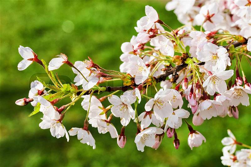 Sakura or cherry tree flowers blossom in spring on natural green background, stock photo