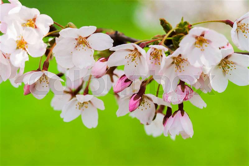 Sakura or cherry tree pink flowers blossom in spring on natural green background, stock photo