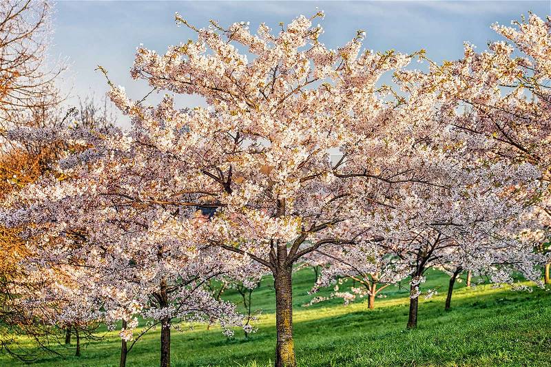Sakura or cherry tree flowers blossom in spring on natural green and blue background, stock photo