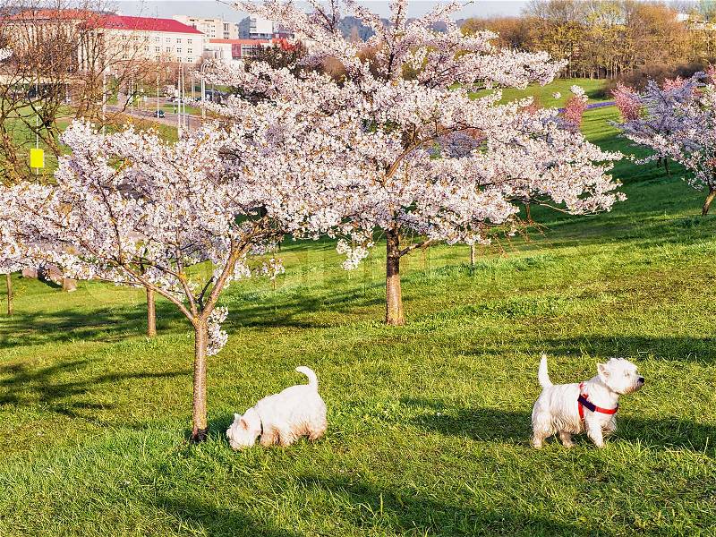 Scottish terrier dogs walking at Sakura or cherry tree flowers blossom garden in spring, Vilnius, Lithuania, stock photo