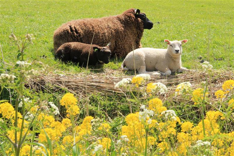 At the foreground blooming cole seed and cow parsely and at the background a mature sheep and two lambs, a white and a black sheep in the grassland at the country side in beautiful spring, stock photo