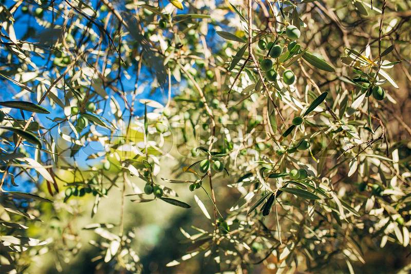 Branches and leaves of an olive tree in an olive grove in Montenegro, stock photo