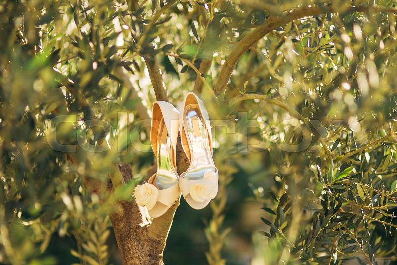 Wedding shoes of the bride hang on a branch of an olive tree, a wedding in Montenegro, stock photo