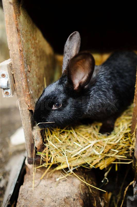 Big black rabbit in a cage. Big black rabbit in a cage. Sits on a underlay from hay, stock photo