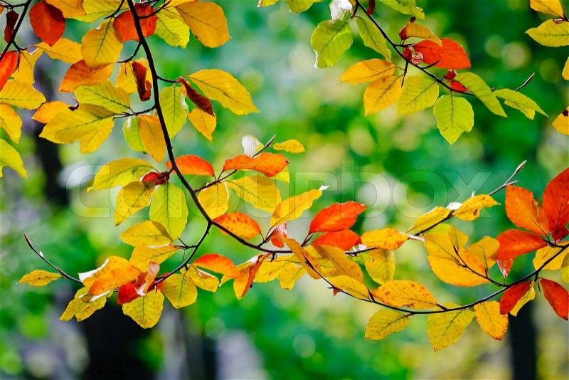 Bright colored leaves on the branches in the autumn forest, stock photo