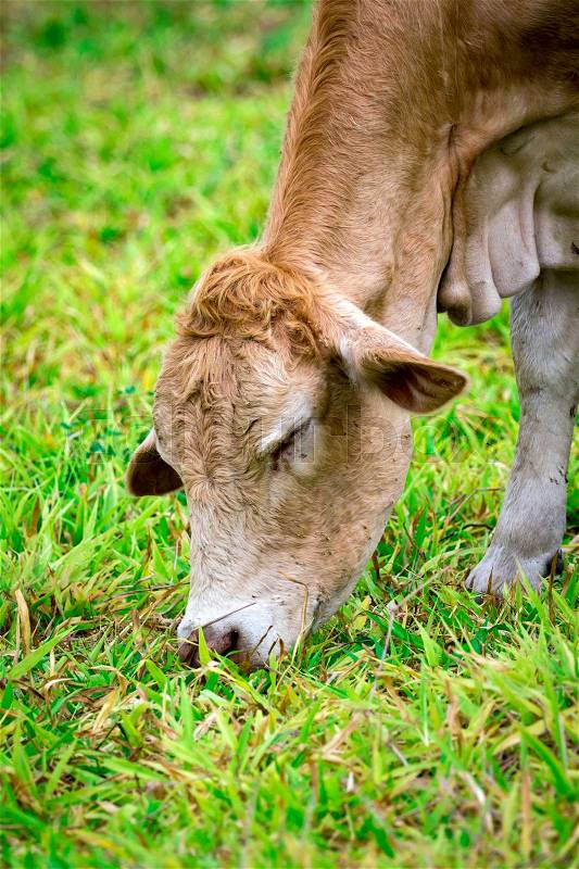 Image of brown cow is feeding on a summer pasture. Farm Animal, stock photo