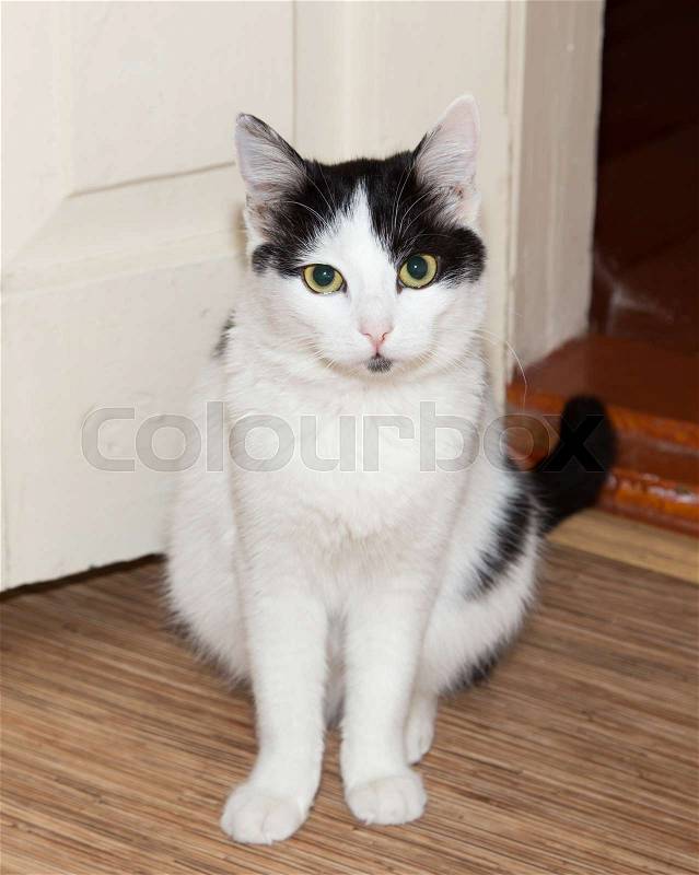 Portrait of a cat in the house , stock photo
