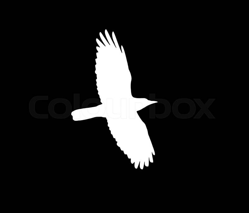 Silhouette of a white crow on a black background , stock photo