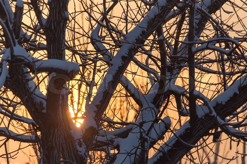Bare branches of a tree in the sun dawn , stock photo