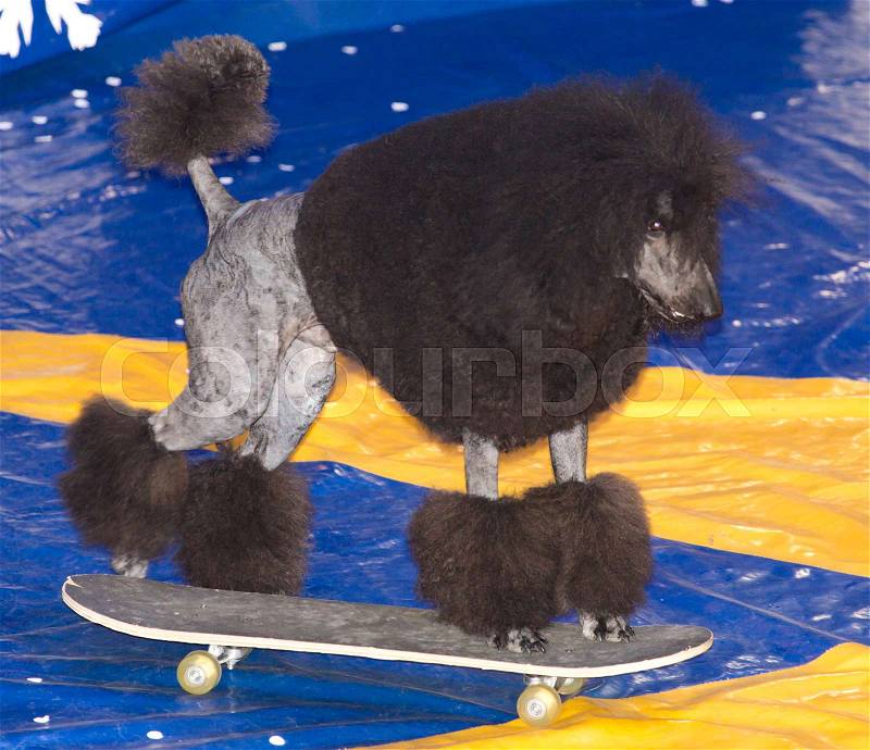 Dog acts in the circus . A photo, stock photo
