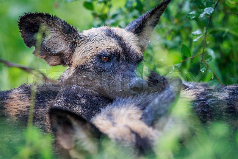 Wet African wild dog resting his head on another dog in the Kruger National Park, South Africa, stock photo