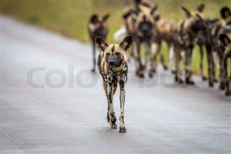 Pack of African wild dogs on the road in the Kruger National Park, South Africa, stock photo