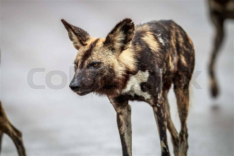 Side profile of an African wild dog in the Kruger National Park, South Africa, stock photo