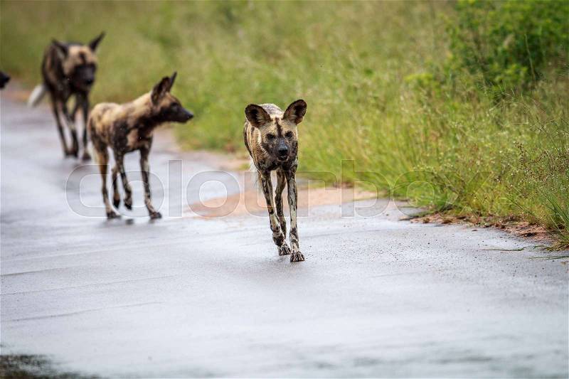 African wild dog running towards the camera in the Kruger National Park, South Africa, stock photo