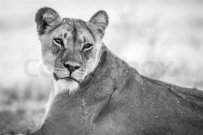 Starring Lioness in black and white in the Kgalagadi Transfrontier Park, South Africa, stock photo