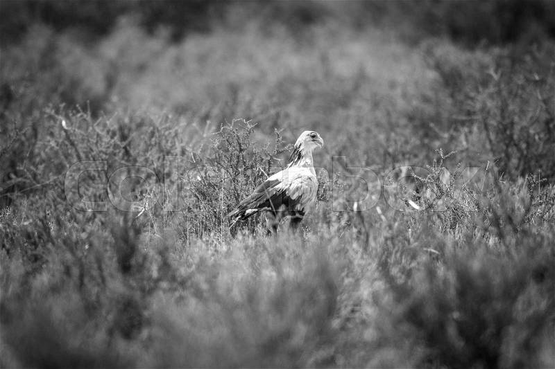 Secretary bird walking in the grass in black and white in the Kgalagadi Transfrontier Park, South Africa, stock photo