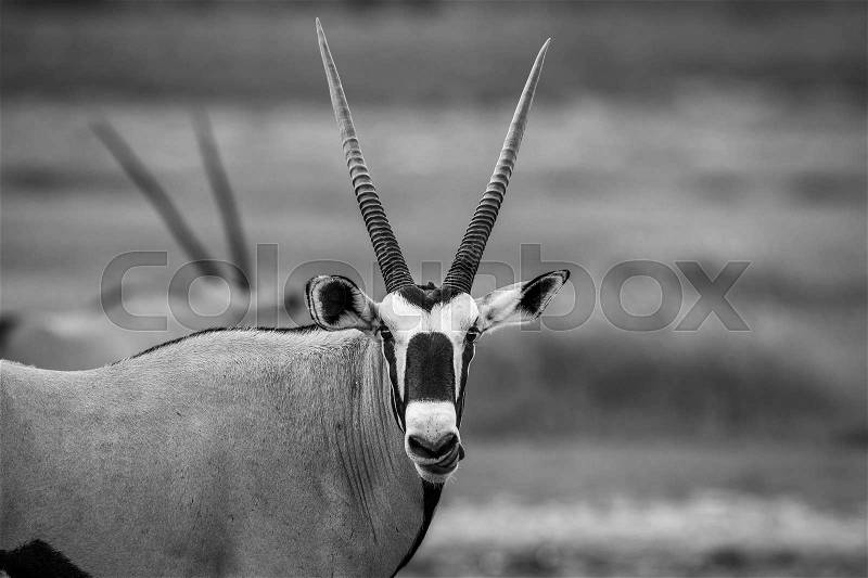 Gemsbok starring at the camera in black and white in the Kgalagadi Transfrontier Park, South Africa, stock photo