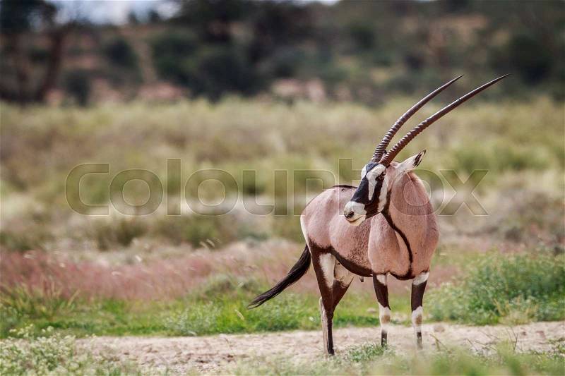Side profile of a Gemsbok in the Kgalagadi Transfrontier Park, South Africa, stock photo