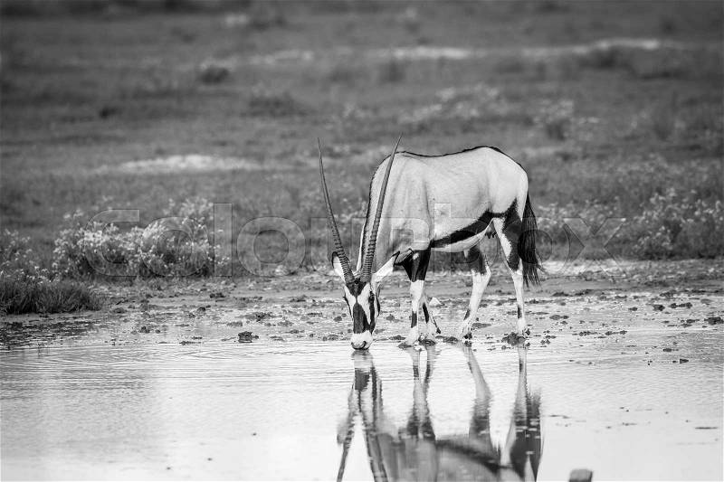 Gemsbok drinking in black and white in the Kgalagadi Transfrontier Park, South Africa, stock photo