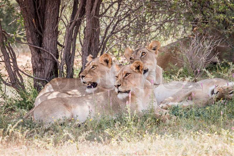 Group of Lions looking left in the Kgalagadi Transfrontier Park, South Africa, stock photo