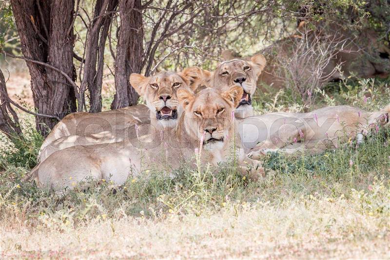 Group of Lions starring at the camera in the Kgalagadi Transfrontier Park, South Africa, stock photo