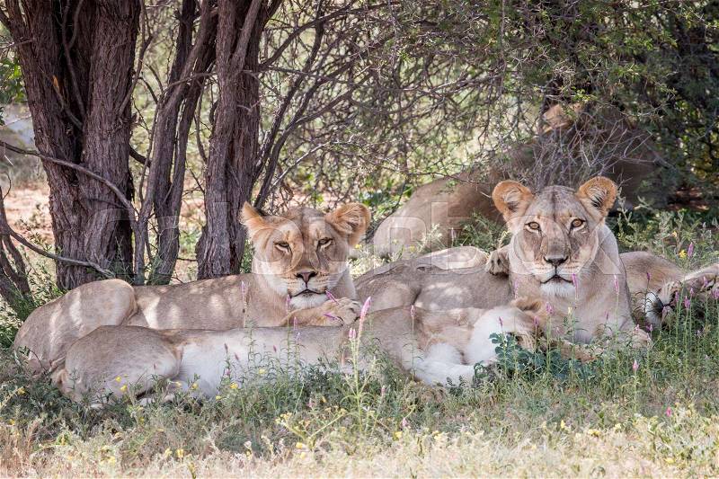 Group of Lions starring at the camera in the Kgalagadi Transfrontier Park, South Africa, stock photo