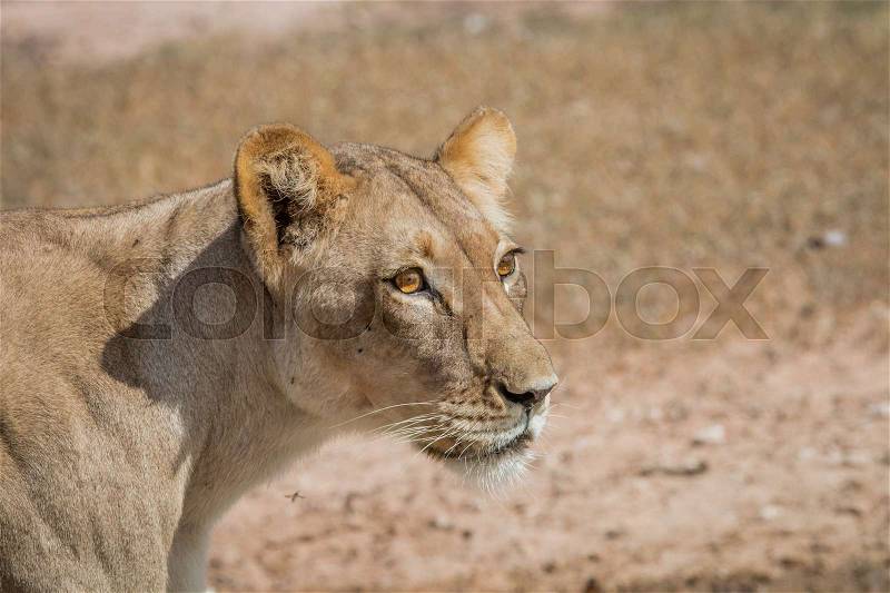 Side profile of a Lioness in the Kgalagadi Transfrontier Park, South Africa, stock photo