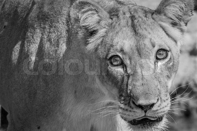 Starring Lioness in black and white in the Kgalagadi Transfrontier Park, South Africa, stock photo