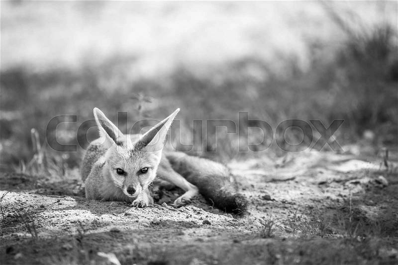 Cape fox laying in the sand in black and white in the Kgalagadi Transfrontier Park, South Africa, stock photo