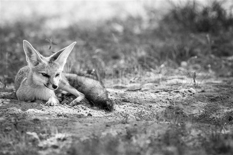 Cape fox laying in the sand in black and white in the Kgalagadi Transfrontier Park, South Africa, stock photo
