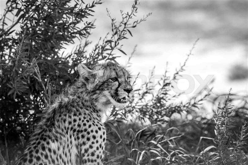 Young Cheetah starring in black and white in the Kgalagadi Transfrontier Park, South Africa, stock photo