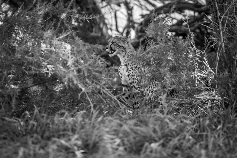 Starring Cheetah in between bushes in black and white in the Kgalagadi Transfrontier Park, South Africa, stock photo