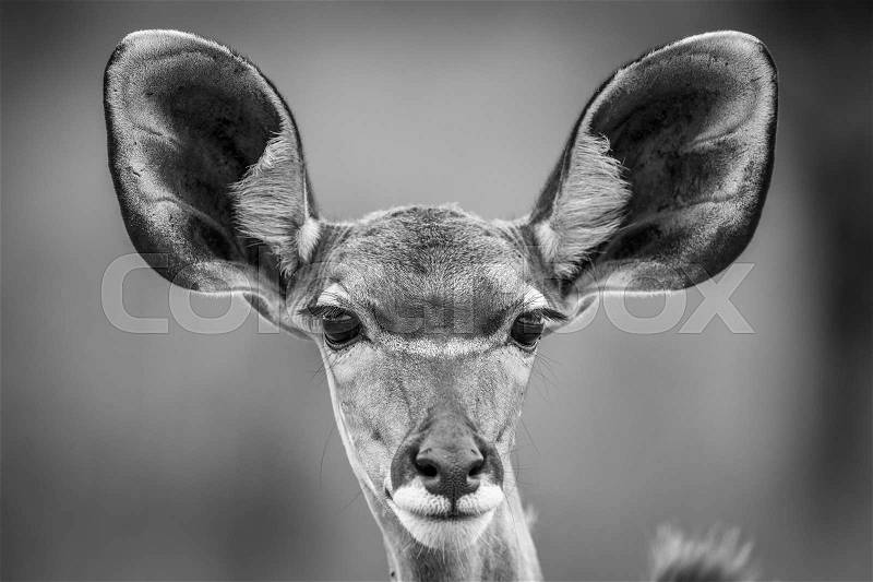 Starring female Kudu in black and white in the Etosha National Park, stock photo