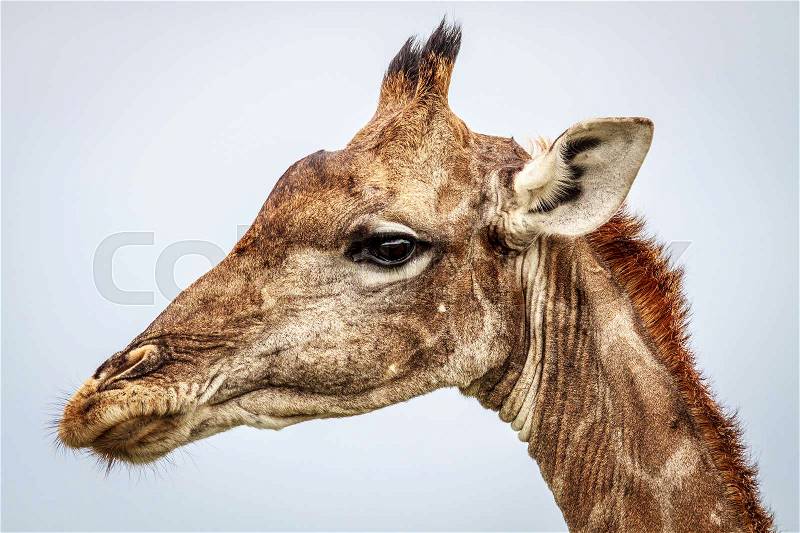 Side profile of a Giraffe in the Etosha National Park, Namibia, stock photo