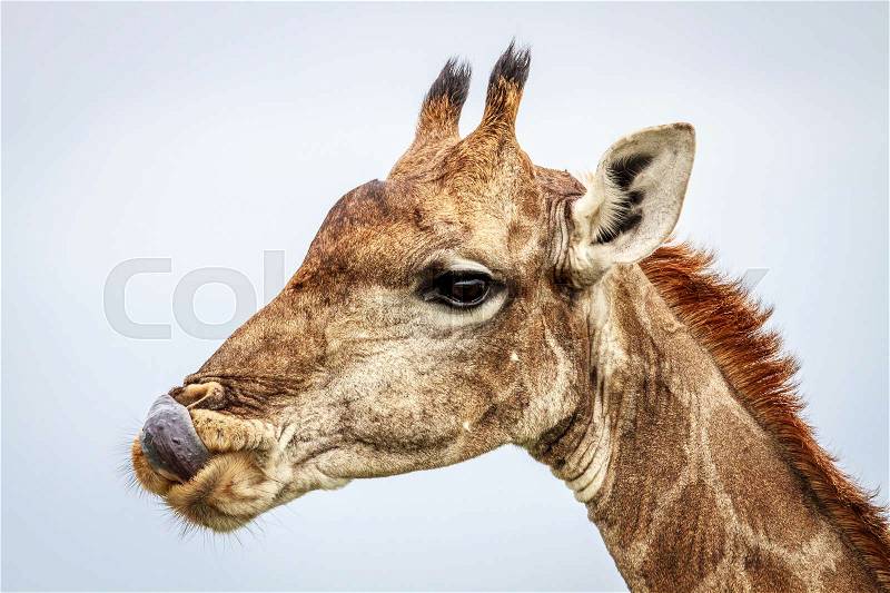 Side profile of a Giraffe in the Etosha National Park, Namibia, stock photo