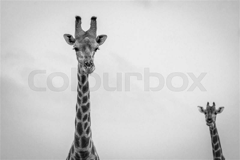 Giraffe looking at the camera in black and white in the Etosha National Park, Namibia, stock photo