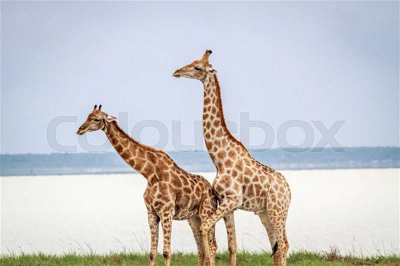 Side profile of two Giraffes in the Etosha National Park, Namibia, stock photo