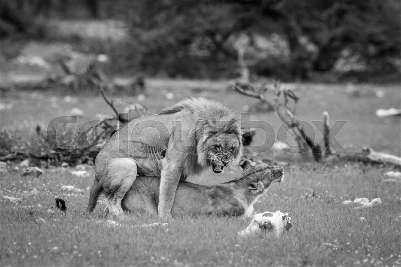 Mating pair of Lions in black and white in the Etosha National Park, Namibia, stock photo