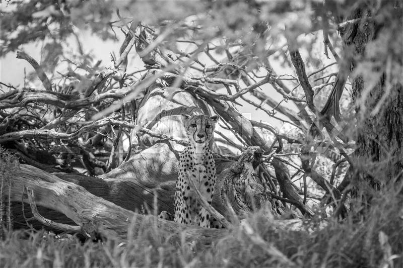 Cheetah sitting under a tree in black and white in the Kgalagadi Transfrontier Park, South Africa, stock photo