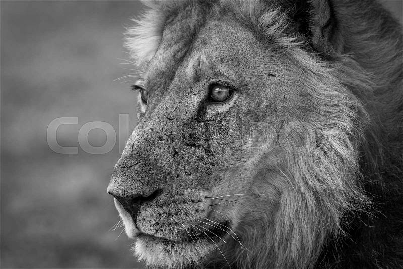 Side profile of a male Lion in black and white in the Kgalagadi Transfrontier Park, South Africa, stock photo