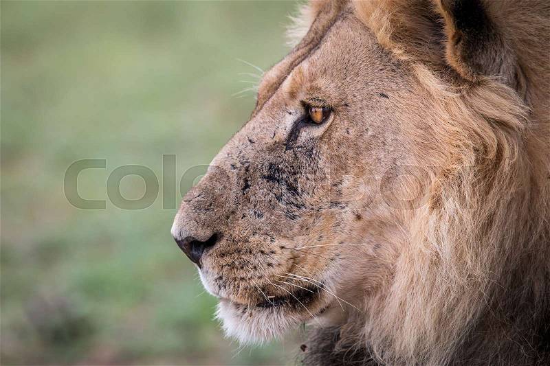 Side profile of a male Lion in the Kgalagadi Transfrontier Park, South Africa, stock photo