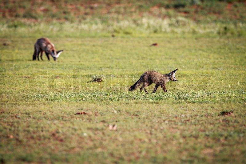 Two Bat-eared foxes walking in the grass in the Kgalagadi Transfrontier Park, South Africa, stock photo