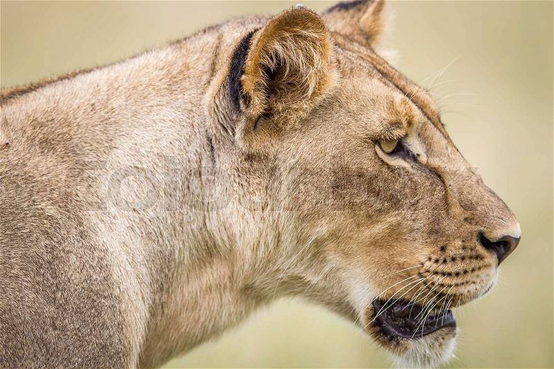 Side profile of a Lion in the Central Khalahari, Botswana, stock photo