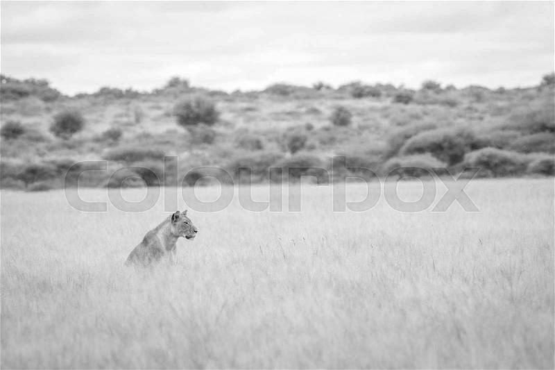 Lion in the high grass in black and white in the Central Khalahari, Botswana, stock photo