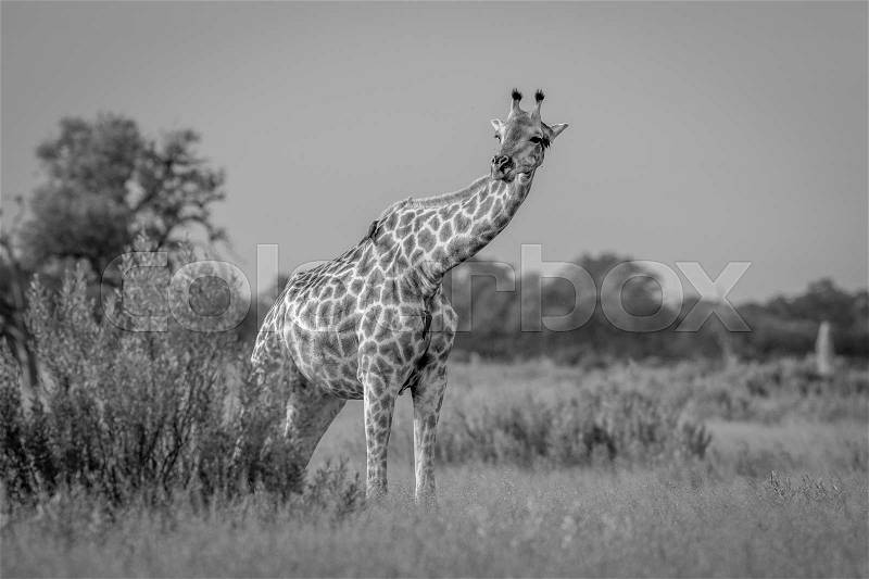 Giraffe in the grass in black and white in the Okavango delta, Botswana, stock photo