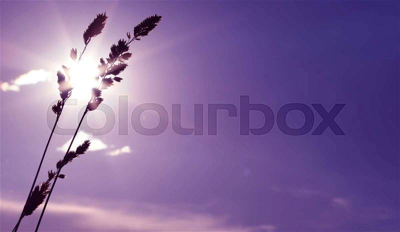 Purple evening sunset background environment or ecology concepts, stock photo
