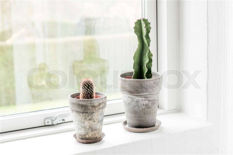 Two cactus plants decoration pots in an indoor ornament in a bright window, stock photo