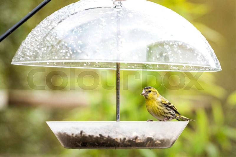 Siskin bird taking cover for the rain on a feeding stand with bird seeds, stock photo