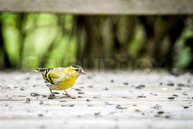 Siskin bird in yellow colors eating bird seeds from a wooden surface in the spring, stock photo