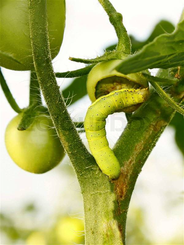 Turnip Moth cutworm eats the fruit of a small green tomato in greenhouse Latin name: Agrotis segetum, family: Noctuidae, stock photo